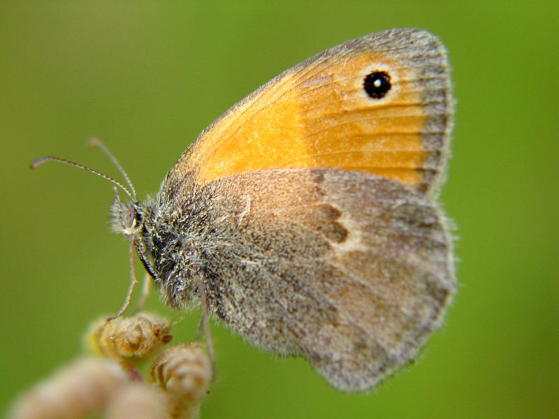 Coenonympha pamphilus e Thomisus onustus